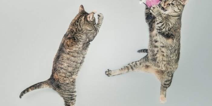 4096x3072 Funny Cats Ultra HD Desktop Background Wallpaper for 4K UHD TV : Widescreen  & UltraWide Desktop & Laptop : Tablet : Smartphone