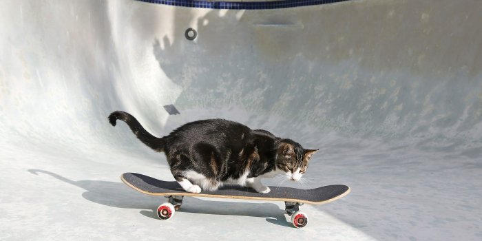 1664x1108 25 Funny Cat Photos You Need to See | Reader's Digest