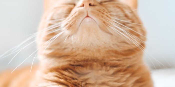 1242x2688 Cat Phone Wallpapers July 2020 - I Like Cats Very Much | Cat phone wallpaper,  Funny cat wallpaper, Cat aesthetic