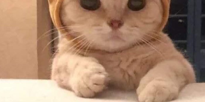 1080x1920 Cute Cat Wallpapers - Top 25 Best Cute Cat Backgrounds Download