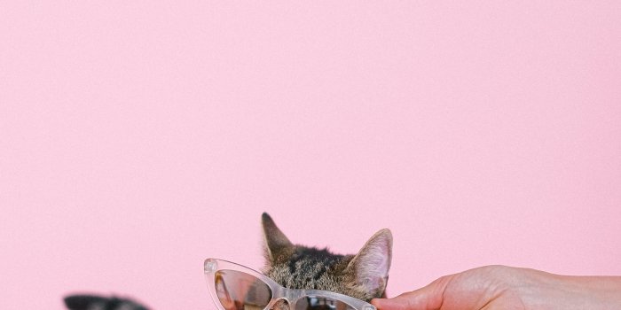 4160x6240 Funny Cat Photos, Download The BEST Free Funny Cat Stock Photos & HD Images