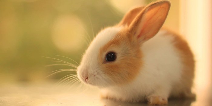 1920x1200 Download Image Adorable Cute Bunny Rabbits Wallpaper | Wallpapers.com