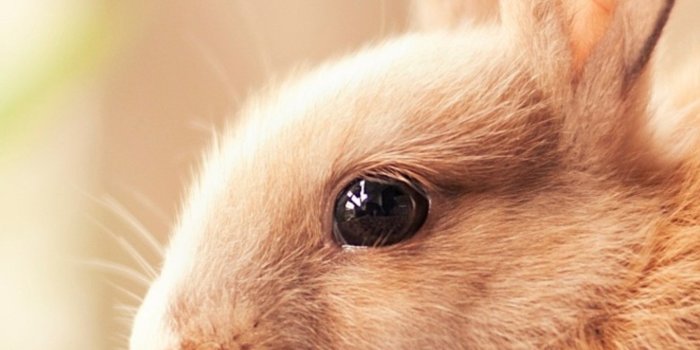 1440x2960 Cute Domestic Rabbit Wallpaper Download | MobCup