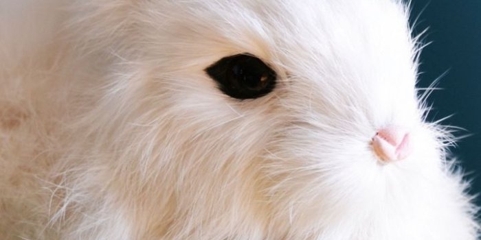 720x1280 Cute, white bunny, animal, rabbit, 720x1280 wallpaper | Animal wallpaper,  Animal kindom, Rabbit wallpaper