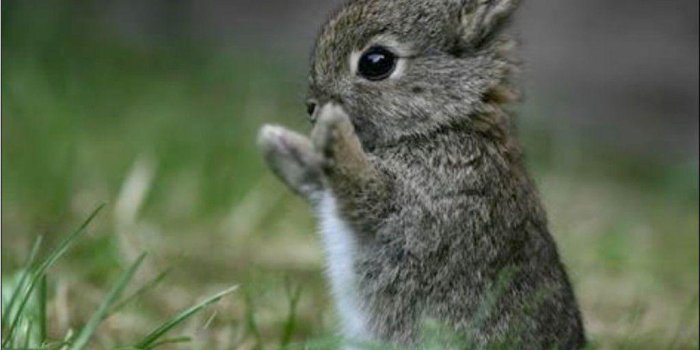 1024x768 Cute Bunny Backgrounds