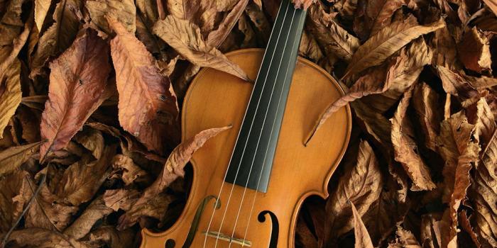 1000x1498 100+ Violin Pictures | Download Free Images on Unsplash