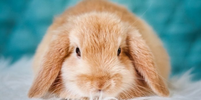 1000x1500 Bunny Pictures [HQ] | Download Free Images on Unsplash