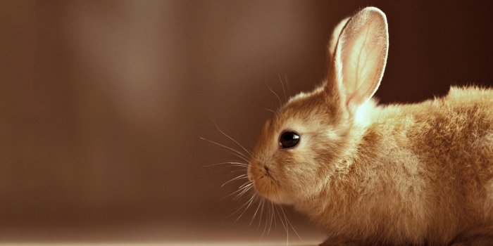 1920x1080 Free Bunny Wallpapers