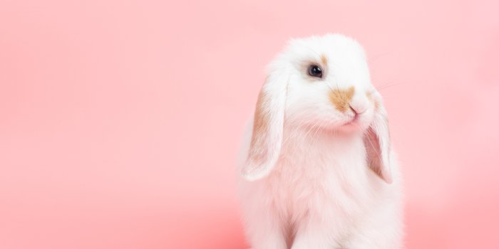 1920x1440 Cute Bunny Wallpapers - Girly Life