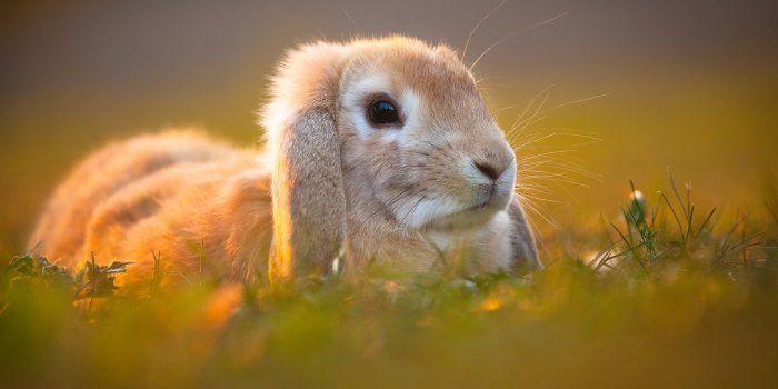 2256x1410 340+ Rabbit HD Wallpapers and Backgrounds