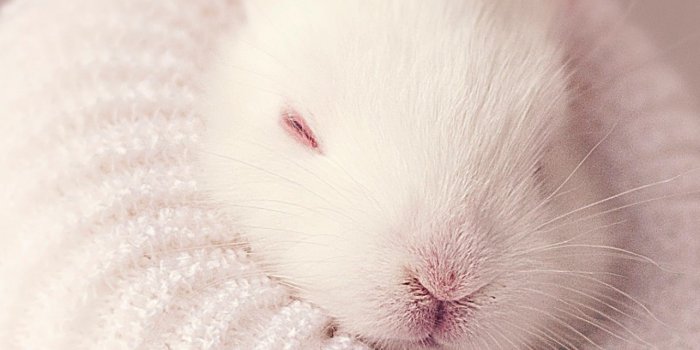 1284x2778 White rabbit Wallpaper 4K, Newborn, Baby bunny, Sock