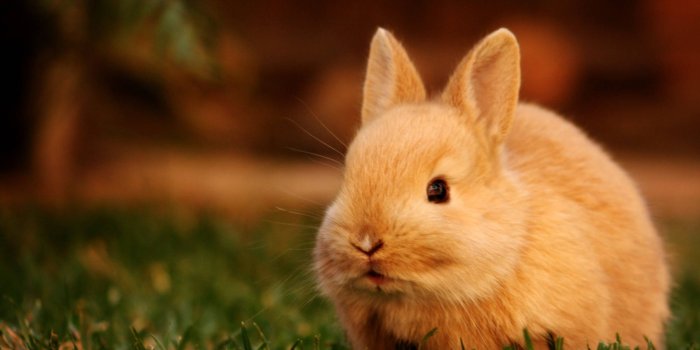 1920x1397 Download A Cute Bunny In Luscious Grass Wallpaper | Wallpapers.com