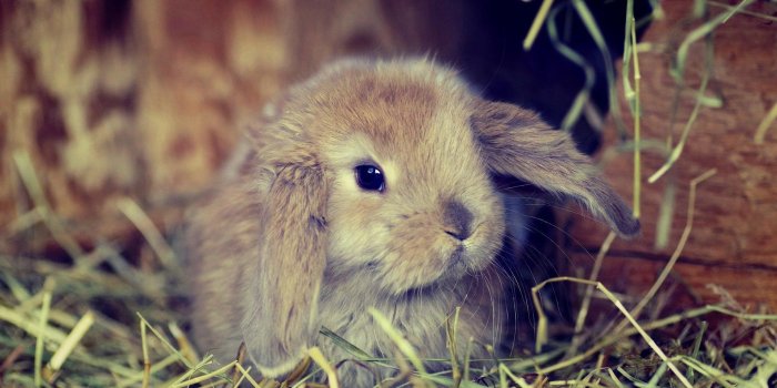 1920x1200 Fluffy Bunny Wallpapers