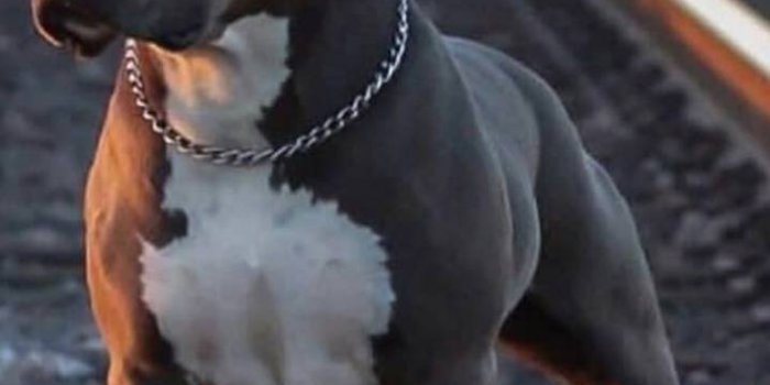 719x1280 Pit bull Wallpapers Download | MobCup