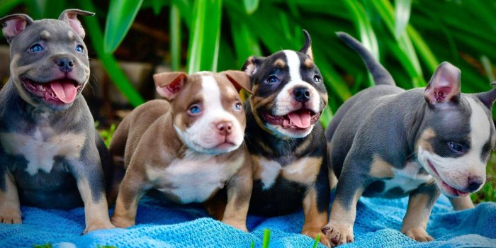 1909x1100 100+] Pitbull Puppies Wallpapers | Wallpapers.com