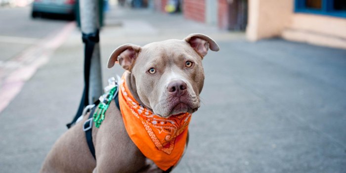 2560x1600 Pit Bulls Wallpapers