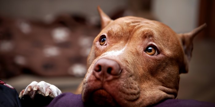 1920x1200 Animal Pit Bull HD Wallpaper