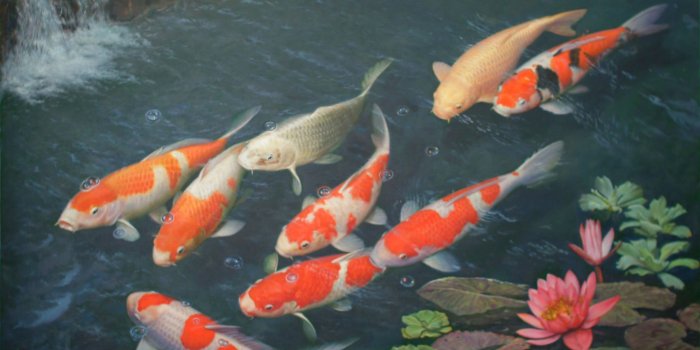2594x1674 Beautiful Koi Fish Pond in Backyard