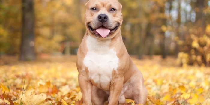 1920x1200 100+] Dog Pitbull Pictures | Wallpapers.com