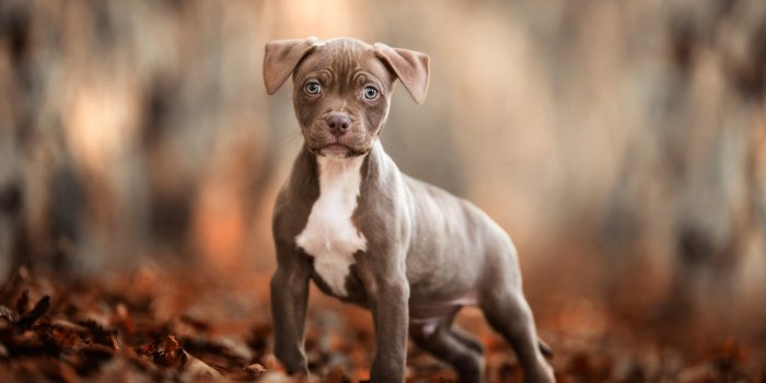 2048x1366 Animal American Pit Bull Terrier HD Wallpaper