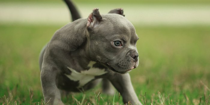 3840x2400 Download wallpaper 3840x2400 pit bull, dog, play, animal 4k wallaper, 4k  ultra hd 16:10 wallpaper, 3840x2400 hd background, 1730