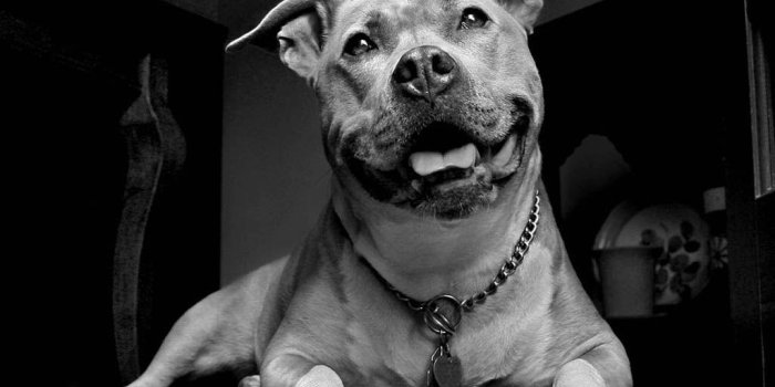 1024x768 Pitbull Dogs Iphone Wallpapers