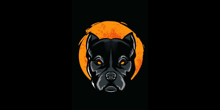 1920x1080 100+] Black Pitbull Wallpapers | Wallpapers.com