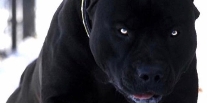 1099x1299 Black pitbull Wallpapers Download | MobCup