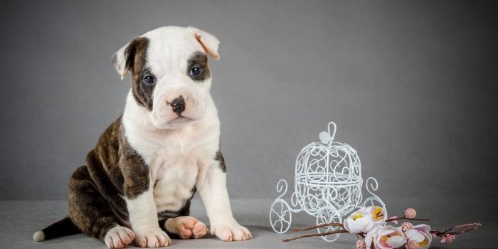 1920x1080 Pitbull Pup Wallpaper HD:Amazon.com:Appstore for Android