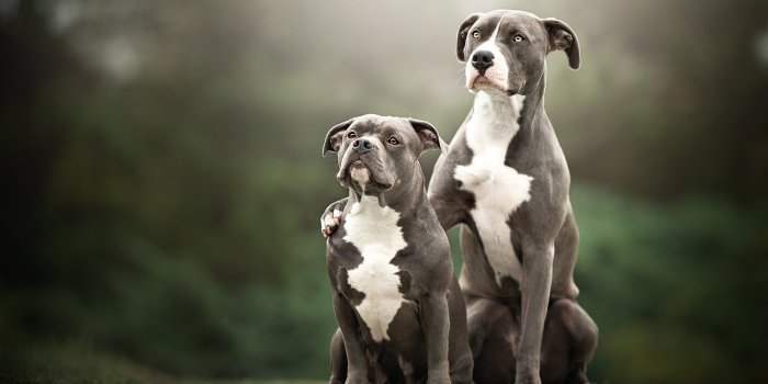 2048x1366 Animal American Pit Bull Terrier HD Wallpaper