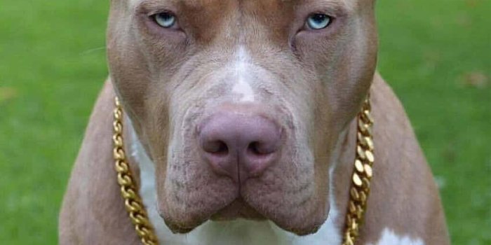 850x1063 100+] Dog Pitbull Wallpapers | Wallpapers.com