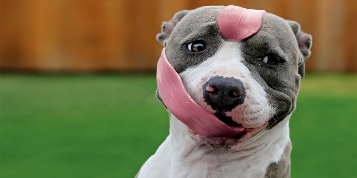 1920x1200 Pitbull wallpaper - Animal wallpapers - #19521