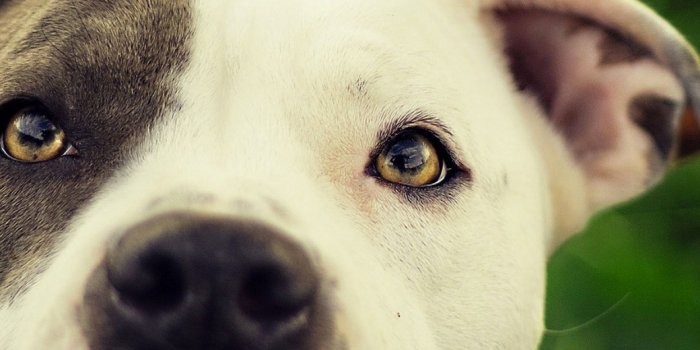 1040x1526 Pitbull Dog Wallpaper for iPhone 11, Pro Max, X, 8, 7, 6 - Free Download on  3Wallpapers