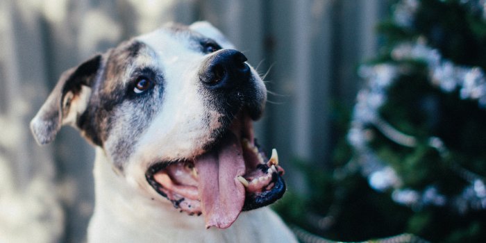 3648x5472 Pitbull Photos, Download The BEST Free Pitbull Stock Photos & HD Images