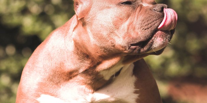 1125x2436 iPhoneXpapers - mi12-pitbull-in-park-nature-animal