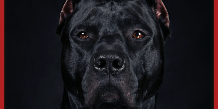 774x1422 Black pitbull Wallpapers Download | MobCup
