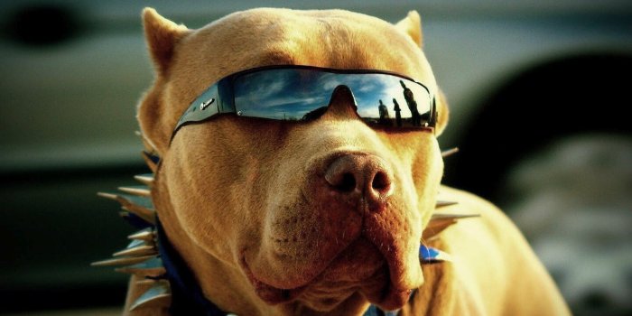 1440x900 1440x900 Pitbull Got Swag 1440x900 Resolution HD 4k Wallpapers, Images,  Backgrounds, Photos and Pictures