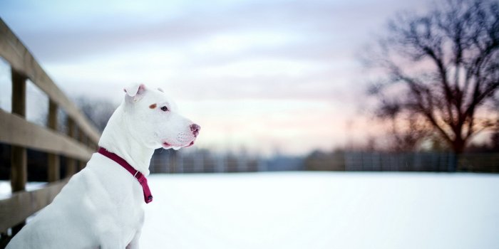 1920x1080 Animal American Pit Bull Terrier HD Wallpaper