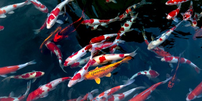 7952x5304 Koi Fish Photos, Download The BEST Free