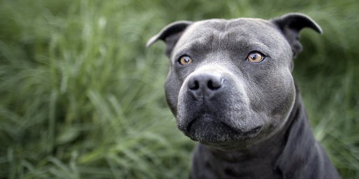 1600x1000 48+] Blue Pitbull Wallpaper | WallpaperSafari.com