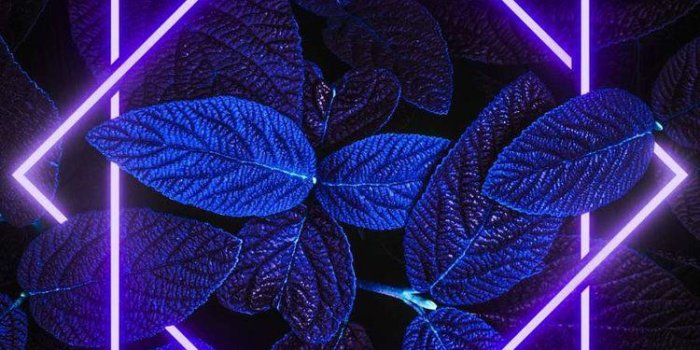 750x1333 Neon theme wallpaper for iPhone 11 purple . : r/iphonewallpapers