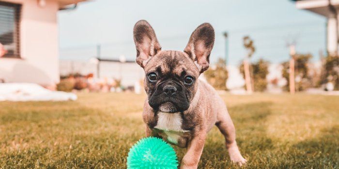 1000x1778 100+ French Bulldog Pictures | Download Free Images on Unsplash