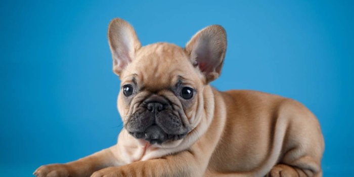 1332x850 100+] French Bulldog Wallpapers | Wallpapers.com