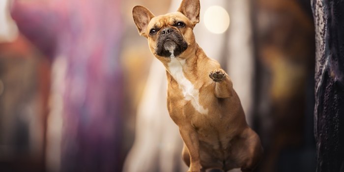 2048x1365 130+ French Bulldog HD Wallpapers and Backgrounds