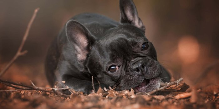 1920x1200 100+] French Bulldog Pictures | Wallpapers.com