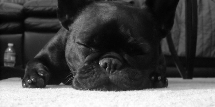 3264x2448 French Bulldogs Wallpapers