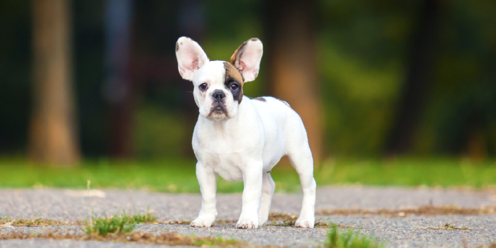 1280x800 My French Bulldog HD Wallpapers New Tab - MyStart