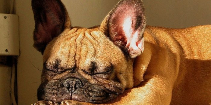 1600x1200 Cozy French Bulldog HD Wallpaper