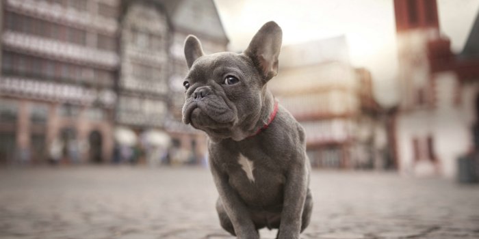 1440x900 French Bulldog Ultra HD Desktop Background Wallpaper for 4K UHD TV : Tablet  : Smartphone