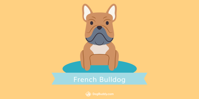 2048x1152 Woofpaper: French Bulldog - DogBuddy Blog